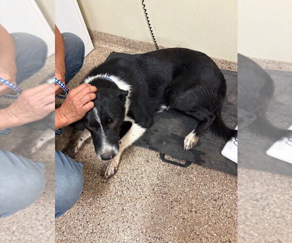 Medium Photo #2 Border Collie Puppy For Sale in Great Bend, KS, USA
