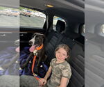 Small #4 Great Dane-Labrador Retriever Mix