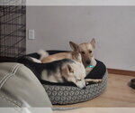 Small #2 Siberian Husky