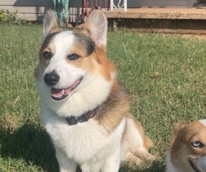 Father of the Pembroke Welsh Corgi puppies born on 11/15/2025
