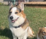Small Photo #1 Pembroke Welsh Corgi Puppy For Sale in MERIDIAN, TX, USA