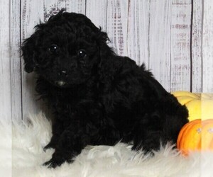Cavapoo-Poodle (Standard) Mix Puppy for sale in FREDERICKSBURG, OH, USA