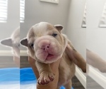 Small Photo #5 English Bulldog Puppy For Sale in MURRIETA, CA, USA