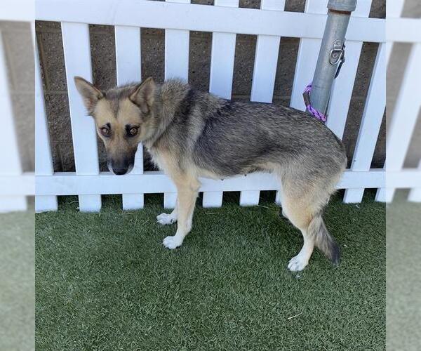 Medium Photo #1 German Shepherd Dog-Unknown Mix Puppy For Sale in Modesto, CA, USA