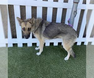 German Shepherd Dog-Unknown Mix Dogs for adoption in Modesto, CA, USA