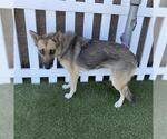 Small German Shepherd Dog Mix