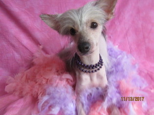 Chinese Crested Puppy for sale in WELCH, OK, USA