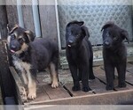 Small Photo #1 German Shepherd Dog Puppy For Sale in RIDGELAND, SC, USA