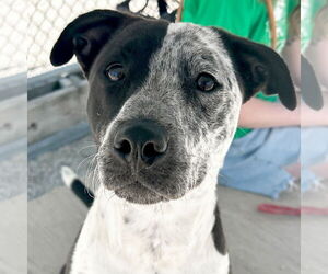 Labrador Retriever-Unknown Mix Dogs for adoption in Jefferson, WI, USA