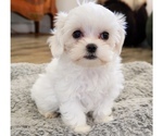 Small Photo #3 Maltese Puppy For Sale in LOS ANGELES, CA, USA