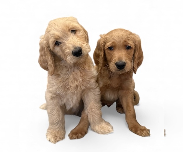Medium Photo #2 Goldendoodle Puppy For Sale in GOLDSBORO, NC, USA