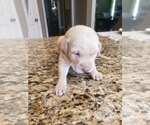 Small Photo #6 Labrador Retriever Puppy For Sale in CORDELE, GA, USA