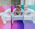 Small #4 Chihuahua