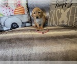 Small #12 Golden Retriever