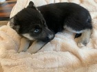 Small Photo #2 German Shepherd Dog-Siberian Husky Mix Puppy For Sale in HARRISON, AR, USA