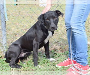 Jet - Male Boxador Dog for Adoption - Photo #5