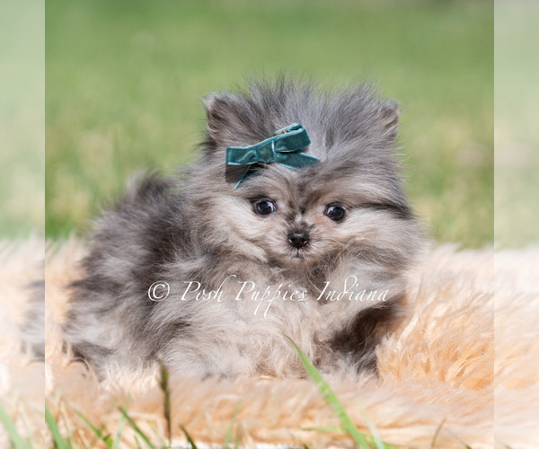 Medium Photo #5 Pomeranian Puppy For Sale in WARSAW, IN, USA