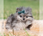 Small #4 Pomeranian
