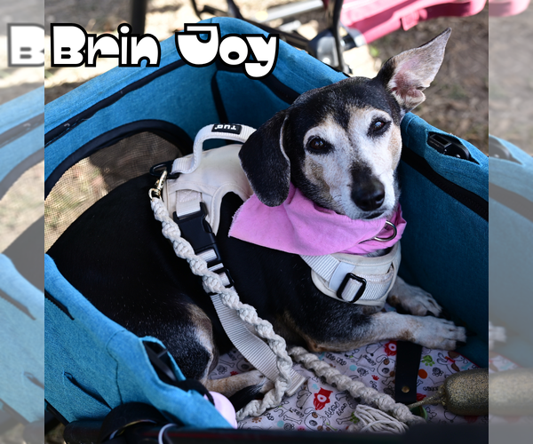 Medium Photo #8 Dachshund Puppy For Sale in San Antonio, TX, USA