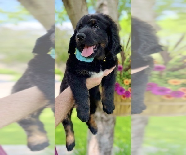 Medium Photo #1 Bernedoodle Puppy For Sale in OVERLAND PARK, KS, USA