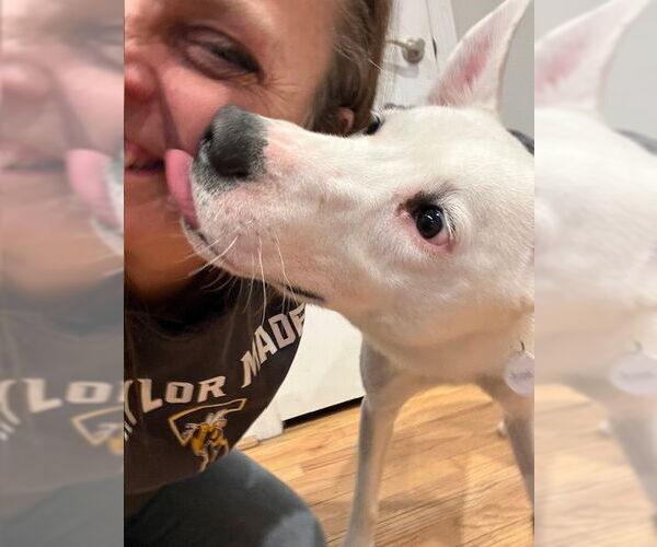 Medium Photo #3 Siberian Husky-white german shepherd Mix Puppy For Sale in Cuba, NY, USA