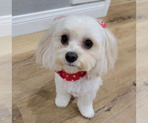 Cavapoo Dogs for adoption in Fallbrook, CA, USA