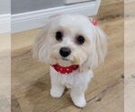 Small Cavapoo