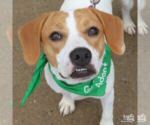 Labrador Retriever-Treeing Walker Coonhound Mix Dogs for adoption in Washington, DC, USA