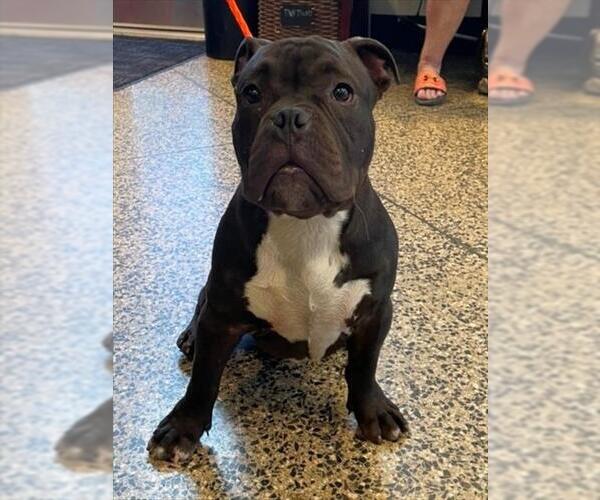 Medium Photo #1 American Pit Bull Terrier Puppy For Sale in Tracy, CA, USA