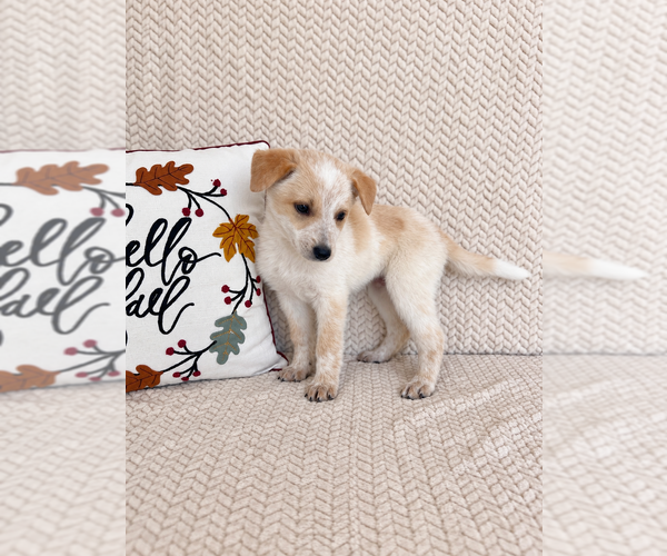 Medium Photo #3 Australian Cattle Dog Puppy For Sale in INDIANAPOLIS, IN, USA