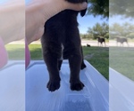 Small Photo #12 Labrador Retriever Puppy For Sale in MADERA, CA, USA