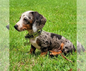 Dachshund Puppy for sale in ROANOKE RAPIDS, NC, USA
