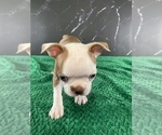 Small #7 Boston Terrier