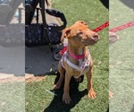 Small #5 American Staffordshire Terrier-Rhodesian Ridgeback Mix
