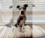Small #2 Mutt