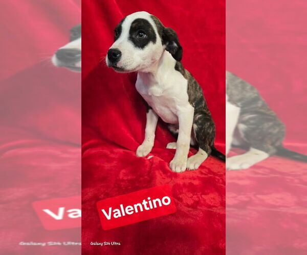 Medium Photo #4 Mutt Puppy For Sale in Foristell, MO, USA