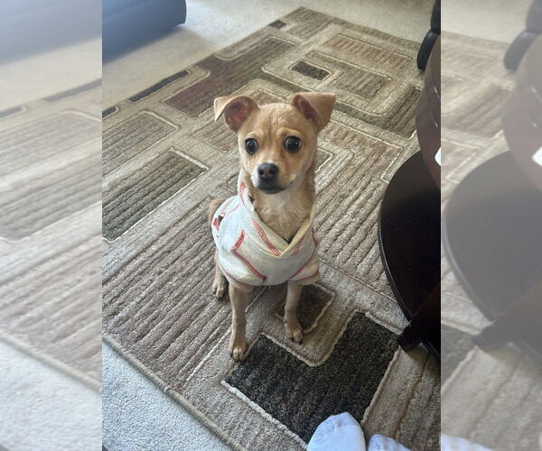 Medium Photo #2 Chug Puppy For Sale in Pacifica, CA, USA