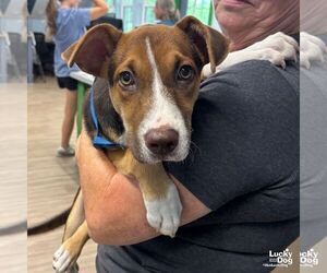 Mutt Dogs for adoption in Washington, DC, USA