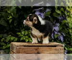 Small Photo #14 Pembroke Welsh Corgi Puppy For Sale in ELKTON, KY, USA