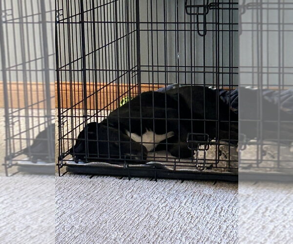 Medium Photo #2 Labrador Retriever-Unknown Mix Puppy For Sale in Mundelein, IL, USA