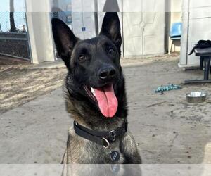 Mutt Dog for Adoption in Martinez, California USA