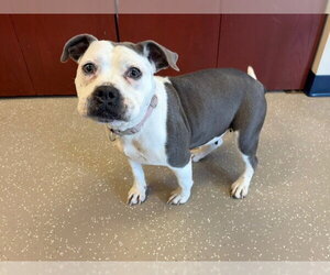 American Bulldog-Unknown Mix Dogs for adoption in Fort Wayne, IN, USA
