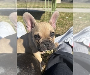 French Bulldog Puppy for sale in HOUSTON, TX, USA