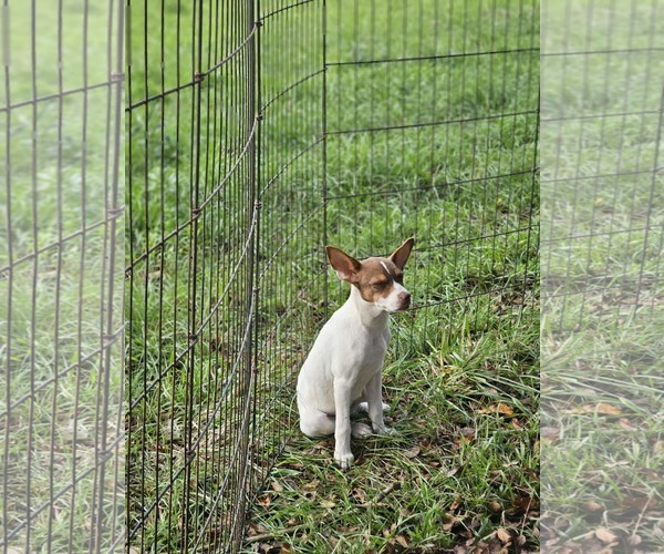 Medium Photo #10 Rat Terrier-Unknown Mix Puppy For Sale in Wakefield, RI, USA