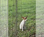 Small #9 Rat Terrier Mix
