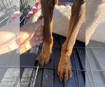 Small Photo #10 Doberman Pinscher Puppy For Sale in RICHMOND, CA, USA