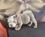 Small #10 English Bulldog