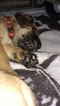 Small Photo #1 Mastiff Puppy For Sale in DRESDEN, OH, USA