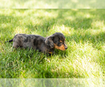 Small #4 Dachshund