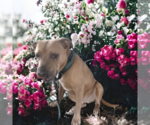 Small Photo #2 American Staffordshire Terrier-Black Mouth Cur Mix Puppy For Sale in Orange Grove, TX, USA